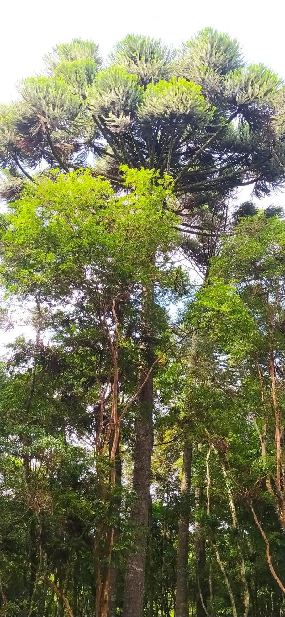 Chacara Rancho Paraiso Piraquara Exteriör bild
